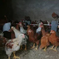 جوجه خروس و مرغ محلی|حیوانات مزرعه|جهرم, |دیوار