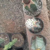 گلو و گیاه|گل و گیاه طبیعی|قزوین, |دیوار