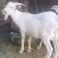 بزغاله نرسانن فروشی|حیوانات مزرعه|قهستان, |دیوار