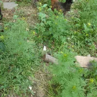 دوعدد مرغ چاق تخم گذارطبیعی