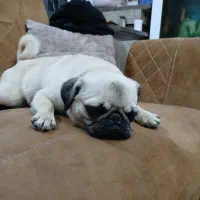 سگ پاگ نخودی ماده ۸ ماهه