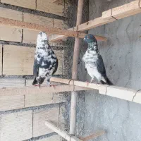 یک جفت کبوتر دهن جوروپرشی