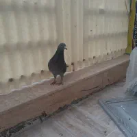 دوبر چاپی ماده وانروی