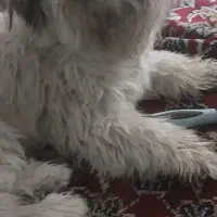 واگذاری رایگان