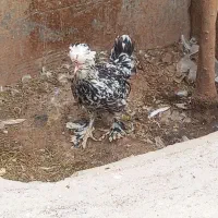 مرغ سلطان اصل،کبوتر کله ای
