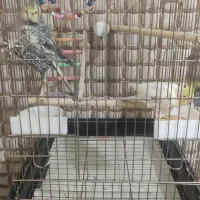 حیوانات|پرنده|ری, سیزده آبان|دیوار