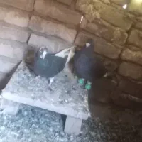 قره دم سفید|پرنده|سبزوار, رباط|دیوار