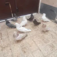 جوجه سرور۵جفت.