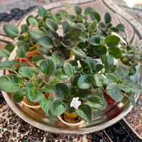 فروش انواع بنفشه آفریقایی|گل و گیاه طبیعی|رحیم‌آباد, |دیوار