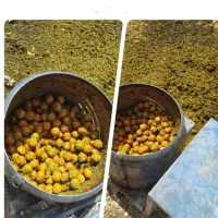 پوست کندن گردو
