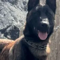 سگ مالی نویز