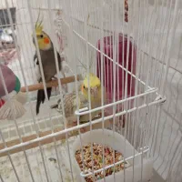 عروس هلندی نر و ماده تخمگذار دستی