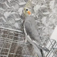 ازنا|پرنده|ازنا, |دیوار