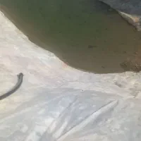 باغ ۵۰۰۰ متری|فروش زمین و ملک کلنگی|فریمان, |دیوار