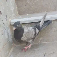 جوجه کفتر