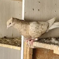 کبوتر دم سفید،طوقی،کله،مسافتی،ساده|پرنده|مشهد, هفده شهریور|دیوار