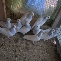 طوقی آبی|پرنده|تربتحیدریه, رجایی|دیوار