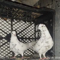 کبوتر پرشی|پرنده|گرگان, |دیوار