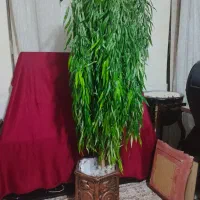 بید مجنون استند تابلو گلدان
