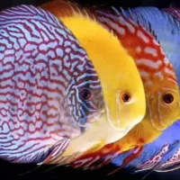 آکواریوم،لوازم جانبی و انواع ماهیهای زینتی