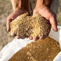 کود ارگانیک کامل پایه مرغی (۱۷عنصر)