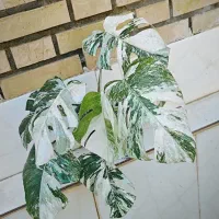 گل و گیاه|گل و گیاه طبیعی|سبزوار, قصبه اب یمین|دیوار