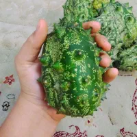 فروش کیوانا (خیار آفریقایی، خربزه خار دار)|خوردنی و آشامیدنی|تنکابن, |دیوار