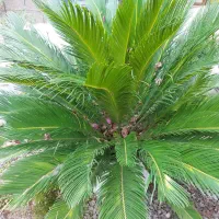 گل سیکاس و شفلرا|گل و گیاه طبیعی|خمام, |دیوار