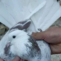 شازده ناب|پرنده|کوهدشت, |دیوار