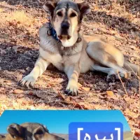 سگ سرابی یک یک درکردستان