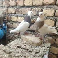 طوقی دمسفیددمسیاه سینه ای کله الماسی سرخ کاشونی|پرنده|مبارکه, |دیوار