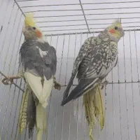 عروس هلندی ماده بالغ آماده جفت