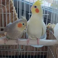 عروس هلندی جفت دستی تخم گزار مست|پرنده|خمین, |دیوار