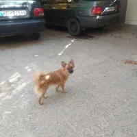 پامر روباهی ۴ ماه حرف گوش کن