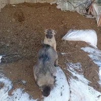 فروشی|سگ|مهربان, |دیوار