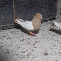 کبوتر سینه زرد