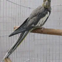 ماده سینامون|پرنده|محمدیه-قزوین, |دیوار