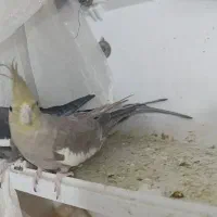 عروس هلندی ماده|پرنده|خمینیشهر, |دیوار