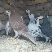 المانی ،طوقی و ساده