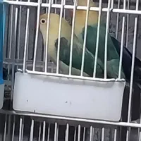 کتوله برزیلی فروشی|پرنده|میناب, |دیوار