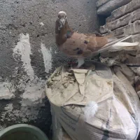 کفتر سار هفت رنگ|پرنده|مشهد, شهید معقول|دیوار