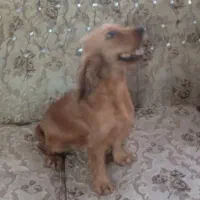 کوکر ماده مناسب حیاط و ویلا