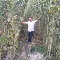 فروش نهال صنوبر