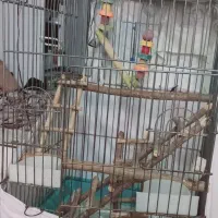 قفس بزرگ مناسب طوطی سانان