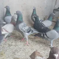 تعدادی کبوتر بفروش می رسد