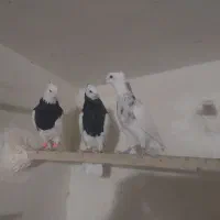 طوقی|پرنده|بردسکن, |دیوار