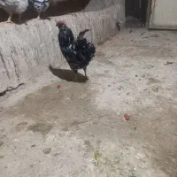خروس گلین خال سوزنی یک ساله