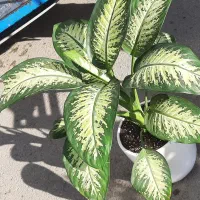 گل های طبیعی ارسال درب منزل|گل و گیاه طبیعی|اردبیل, |دیوار