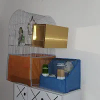 لونه پرنده طوطی برزیلی گیرینچیک هلندی|لوازم جانبی حیوانات|کرج, شهرک فهمیده|دیوار