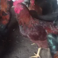 خروس محلی بزرگ|حیوانات مزرعه|رضوانشهر, |دیوار